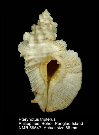 Pterynotus tripterus.jpg - Pterynotus tripterus(Born,1778)